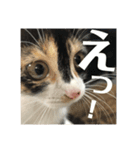 猫と使えるスタンプ～その1～（個別スタンプ：6）