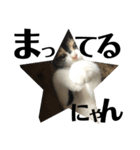 猫と使えるスタンプ～その1～（個別スタンプ：7）