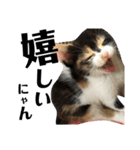 猫と使えるスタンプ～その1～（個別スタンプ：12）