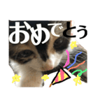 猫と使えるスタンプ～その1～（個別スタンプ：14）