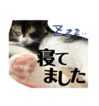 猫と使えるスタンプ～その1～（個別スタンプ：15）