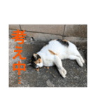 たまちゃんで返事（個別スタンプ：1）