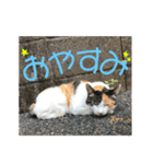 たまちゃんで返事（個別スタンプ：3）