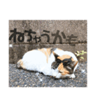 たまちゃんで返事（個別スタンプ：4）