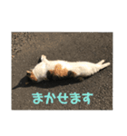 たまちゃんで返事（個別スタンプ：5）