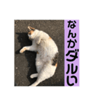 たまちゃんで返事（個別スタンプ：7）