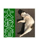 たまちゃんで返事（個別スタンプ：9）