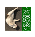 たまちゃんで返事（個別スタンプ：10）