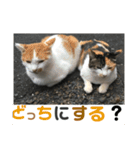 たまちゃんで返事（個別スタンプ：11）