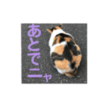 たまちゃんで返事（個別スタンプ：14）