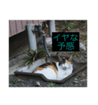 たまちゃんで返事（個別スタンプ：16）