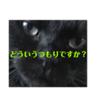 せまってくるくろねこ（個別スタンプ：1）