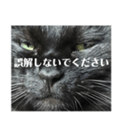 せまってくるくろねこ（個別スタンプ：4）