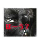 せまってくるくろねこ（個別スタンプ：6）