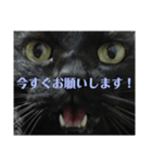 せまってくるくろねこ（個別スタンプ：8）