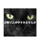 せまってくるくろねこ（個別スタンプ：11）