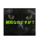 せまってくるくろねこ（個別スタンプ：12）