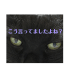 せまってくるくろねこ（個別スタンプ：13）