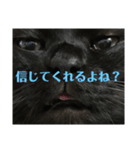 せまってくるくろねこ（個別スタンプ：14）
