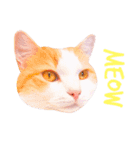 ねこのきもち。イチのきもち。6（個別スタンプ：1）