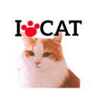 ねこのきもち。イチのきもち。6（個別スタンプ：3）