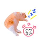 ねこのきもち。イチのきもち。6（個別スタンプ：5）