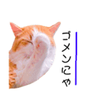 ねこのきもち。イチのきもち。6（個別スタンプ：8）