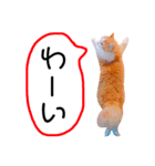 ねこのきもち。イチのきもち。6（個別スタンプ：10）