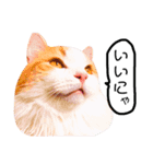 ねこのきもち。イチのきもち。6（個別スタンプ：11）