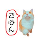 ねこのきもち。イチのきもち。6（個別スタンプ：13）