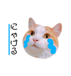ねこのきもち。イチのきもち。6（個別スタンプ：14）