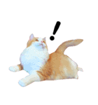 ねこのきもち。イチのきもち。6（個別スタンプ：16）
