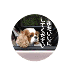 うちのキャバリア 8（個別スタンプ：20）