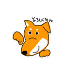柴犬のけん（個別スタンプ：1）