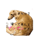 ダックスシスターズ（個別スタンプ：2）