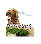 ダックスシスターズ（個別スタンプ：4）