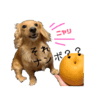 ダックスシスターズ（個別スタンプ：5）