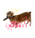 ダックスシスターズ（個別スタンプ：12）