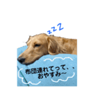 ダックスシスターズ（個別スタンプ：14）