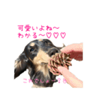 ダックスシスターズ（個別スタンプ：15）