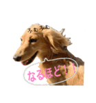 ダックスシスターズ（個別スタンプ：16）