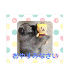ポメラニアン目線な日常やりとりスタンプ（個別スタンプ：2）