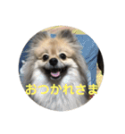 ポメラニアン目線な日常やりとりスタンプ（個別スタンプ：3）