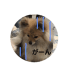 ポメラニアン目線な日常やりとりスタンプ（個別スタンプ：5）