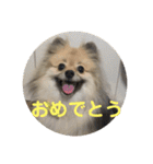 ポメラニアン目線な日常やりとりスタンプ（個別スタンプ：7）