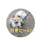 ポメラニアン目線な日常やりとりスタンプ（個別スタンプ：20）