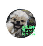 ポメラニアン目線な日常やりとりスタンプ（個別スタンプ：22）