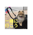 ポメラニアン目線な日常やりとりスタンプ（個別スタンプ：32）