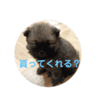 ポメラニアン目線な日常やりとりスタンプ（個別スタンプ：36）