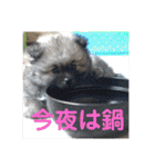 ポメラニアン目線な日常やりとりスタンプ（個別スタンプ：39）